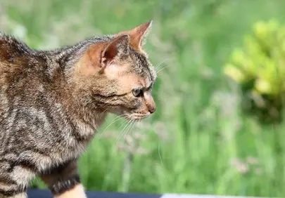 Captivating Feline: Majestic Cat Portrait in Nature's Embrace