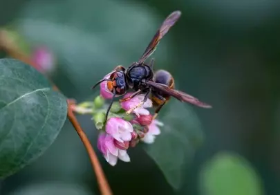 Vibrant Macro: Asian Hornet Foraging on Pink Flowers