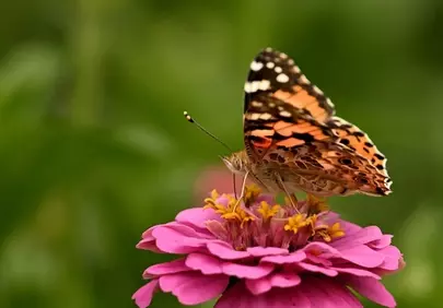 Vibrant Zinnia: Butterfly's Summer Nectar Delight