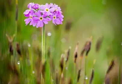 Vibrant Primrose Bloom: Nature's Delicate Purple Macro
