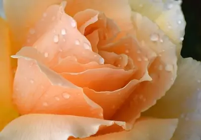 Enchanting Peach Rose with Dewdrops: A Macro Bloom
