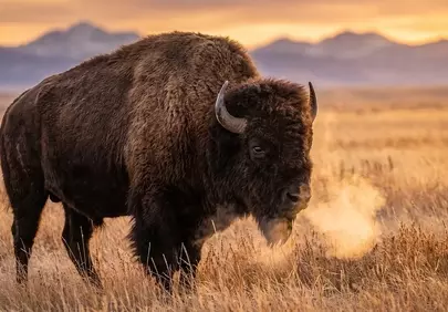 Majestic Bison Breathes Cold in Golden Autumn Sunset