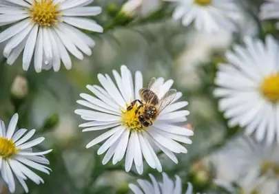 Vibrant Macro: Busy Bee on White Aster Bloom