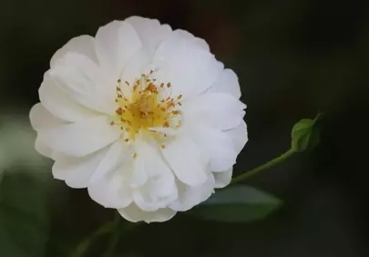 Stunning White Rose: Delicate Macro Beauty on Dark Background