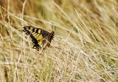 Vibrant Swallowtail Resting: Macro Beauty in Dry Meadow