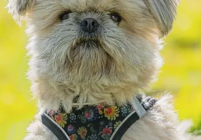 Adorable Shih Tzu Portrait: Fluffy Friend in Golden Light