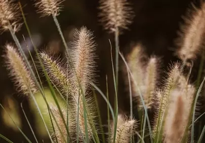 Whispering Sedge: Serene Summer Field Textures