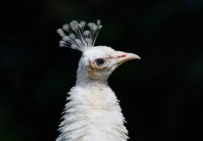 Stunning White Peafowl: A Close-up of Rare Avian Beauty