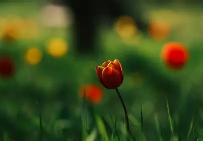 Vibrant Tulip Blossom: A Glimmer of Spring