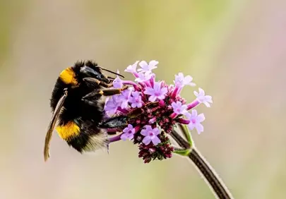 Vibrant Macro: Bumblebee on Purple Verbena Flower