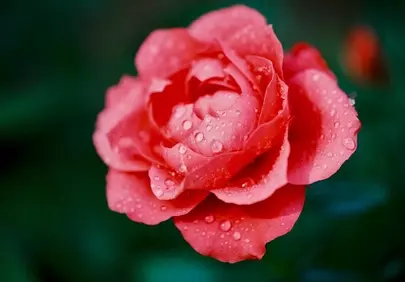 Vibrant Pink Rose: Dew-Kissed Beauty in Macro