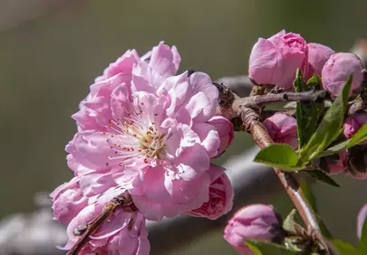 Vibrant Spring Blooms: Delicate Peach Blossom Clusters