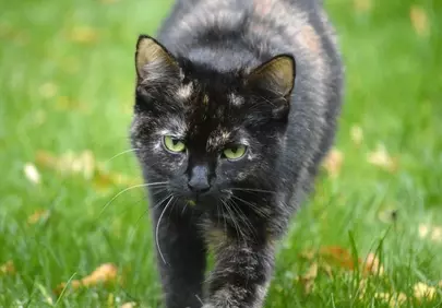 Striking Gaze: Tortoiseshell Cat's Outdoor Adventure