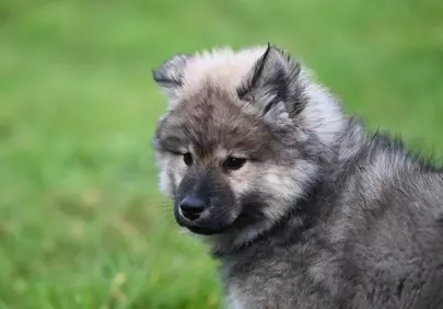 Adorable Eurasier Puppy: A Fluffy Friend in Nature