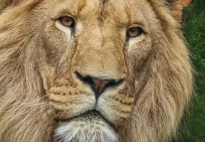 Majestic Lion: Intense Gaze of the Savannah King