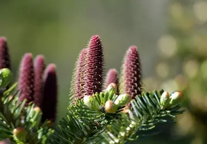 Vibrant Fir Cones: Nature's Spring Awakening in Macro