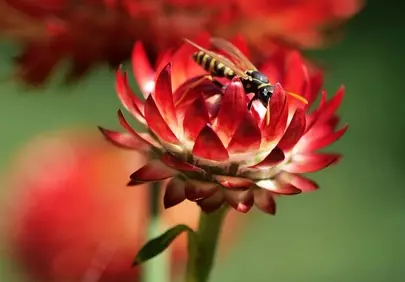Vibrant Strawflower Blooms with Intricate Field Wasp