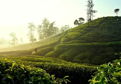Breathtaking Sunrise Over Serene Tea Plantation Hills