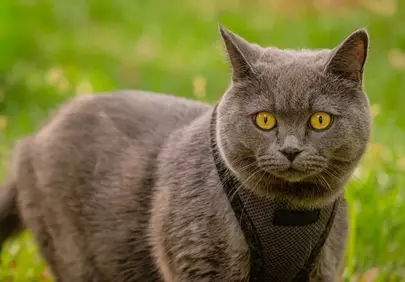 Captivating Gray Shorthair: Golden Eyes in Lush Greenery