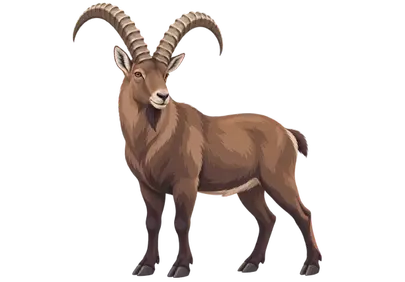 Majestic Alpine Ibex: A Symbol of Wild Mountain Beauty