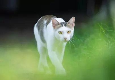 Enchanting Gaze: White Cat Stalking Through Greenery