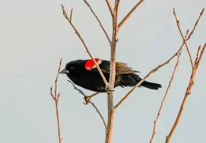 Vibrant Red-winged Blackbird Perched on Branch in Nature