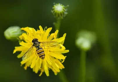 Vibrant Hover Fly on Dandelion: Nature's Intricate Beauty