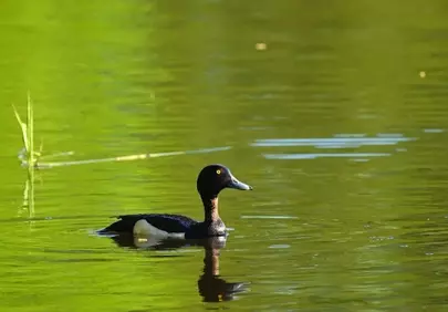 Serene Tufted Duck Gliding on Vibrant Green Water