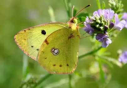 Vibrant Yellow Butterfly Nectaring on Wildflower in Summer