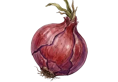 Vibrant Red Onion Watercolor Sketch on Black Canvas