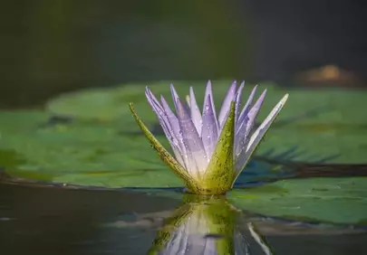 Serene Purple Water Lily with Dew Drops on Pond
