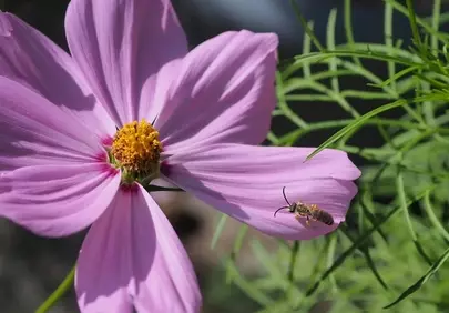 Vibrant Pink Cosmos Bloom with Buzzing Bee