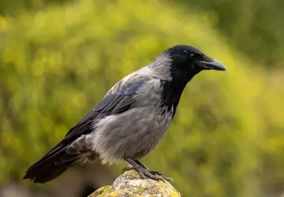 Majestic Hooded Crow Perched in Nature's Embrace
