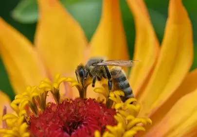 Vibrant Zinnia: Honeybee's Nectar Quest in Macro