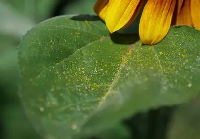 Vibrant Sunflower: Macro View of Pollen-Dusted Leaf