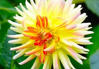 Vibrant Yellow Dahlia: A Stunning Summer Bloom