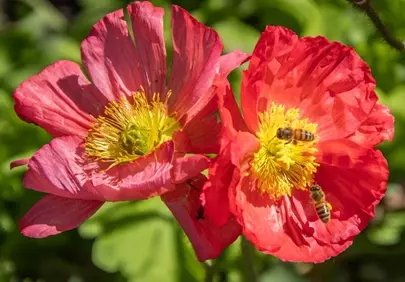 Vibrant Poppies: Bees Buzzing in a Sunlit Spring Garden