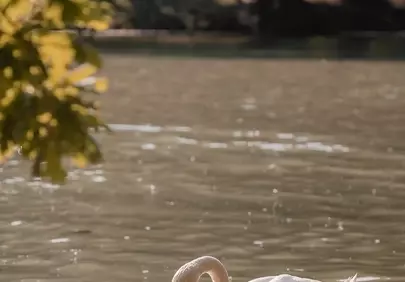 Tender Swan Mother Nurtures Cygnets in Woodland Pond