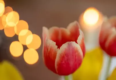 Vibrant Tulip Illuminated by Warm Candlelight Bokeh