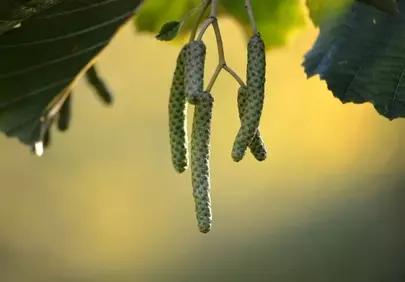 Vibrant Green Catkins: Spring's Fresh Natural Awakening