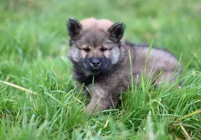 Adorably Fluffy Eurasier Puppy: Aila's First Outdoor Adventure