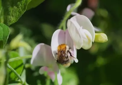 Vibrant Macro: Busy Bumblebee Pollinating White Vetch Blossom