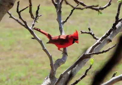 Vibrant Red Cardinal Perched on Branch in Spring Wilderness