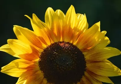 Vibrant Sunflower Macro: Sunny Nature's Beauty Unveiled