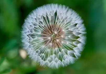Breathtaking Dandelion: Macro View of Nature's Delicate Symmetry