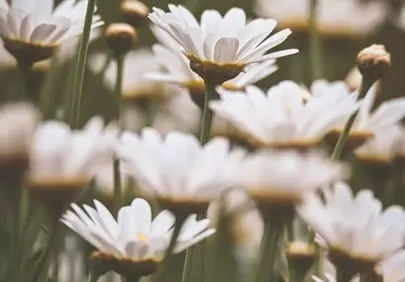 Delicate White Daisies: A Romantic Summer Garden Macro