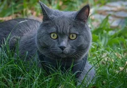 Stunning Grey British Shorthair Gazing Intently in Lush Grass