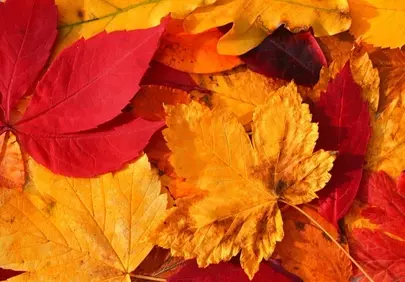 Vibrant Autumn Symphony: Close-Up of Dazzling Fall Leaves