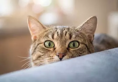 Enchanting Gaze: A Curious Tabby Cat's Homely Portrait