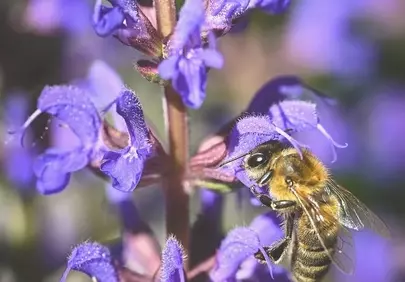 Vibrant Macro: Busy Bee on Purple Sage Bloom